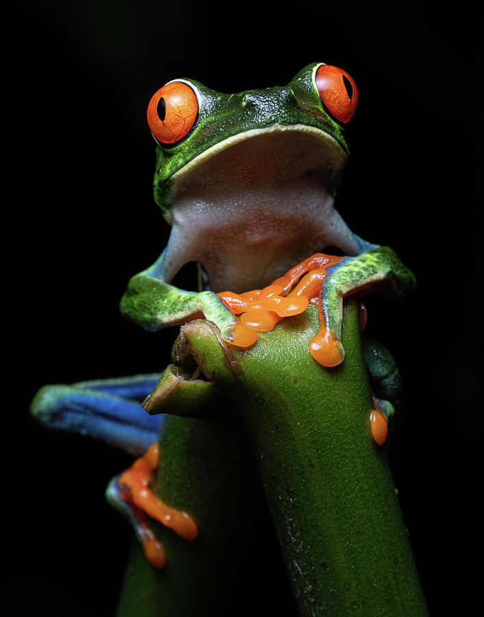 Red-eyed Tree Frog 2 Photograph by Mary Catherine Miguez