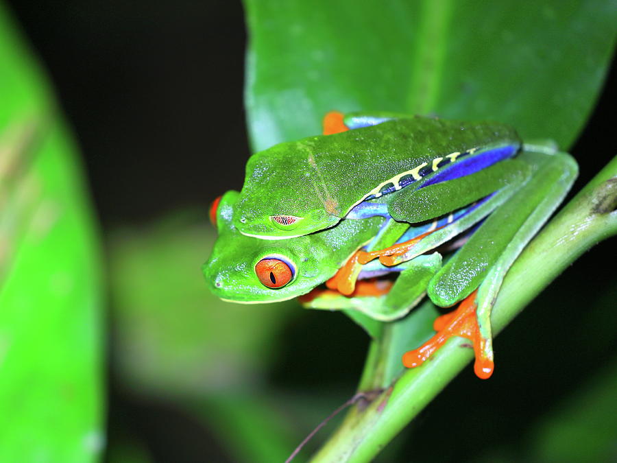 Red-Eyed Tree Frog Photograph by Alex Nikitsin - Fine Art America