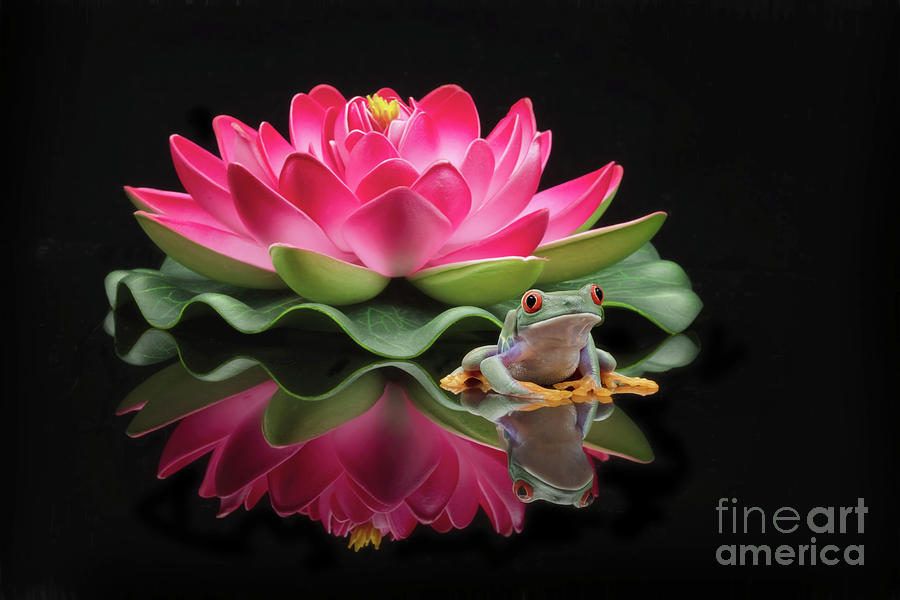 Lily Photograph - Red Eyed Tree Frog and Water Lily by Linda D Lester
