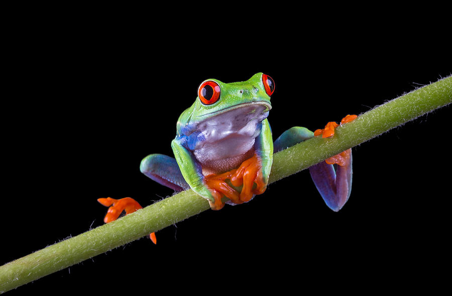 Red Eyed Tree Frog balancing on a stem Photograph by Images from BarbAnna