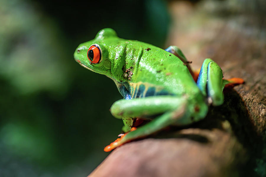 Red Eyed Tree Frog Photograph by Bonnie Marquette | Fine Art America