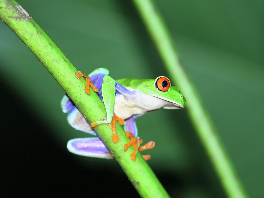 Red-Eyed Tree Frog from Central America Photograph by Alex Nikitsin ...