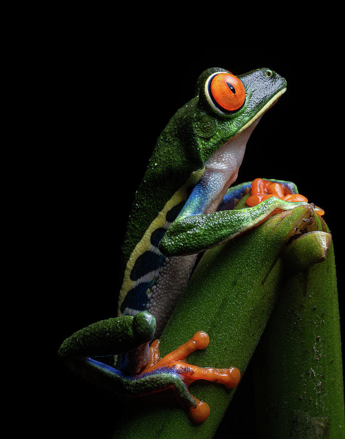 Red- eyed Tree Frog Photograph by Mary Catherine Miguez