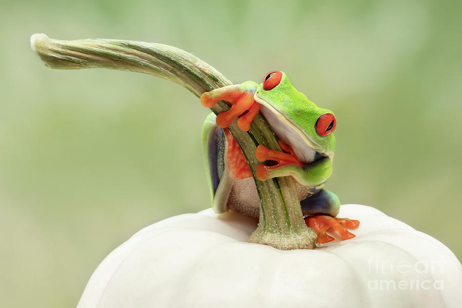 Red Eyed Tree Frog on a Pumpkin Photograph by Linda D Lester