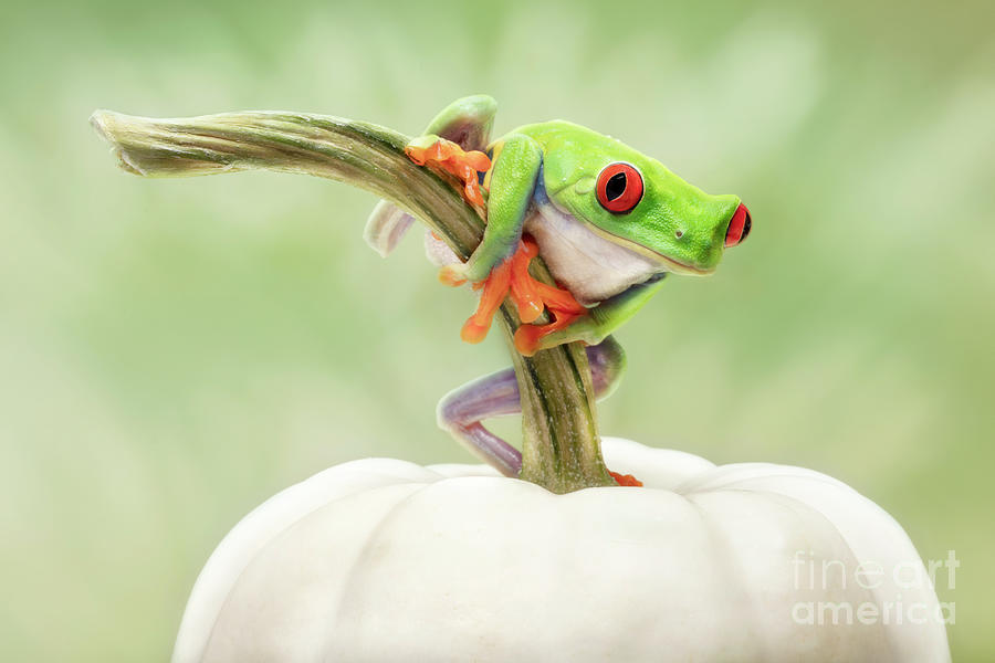 Red Eyed Tree Frog On Pumpkin Stem Photograph by Linda D Lester