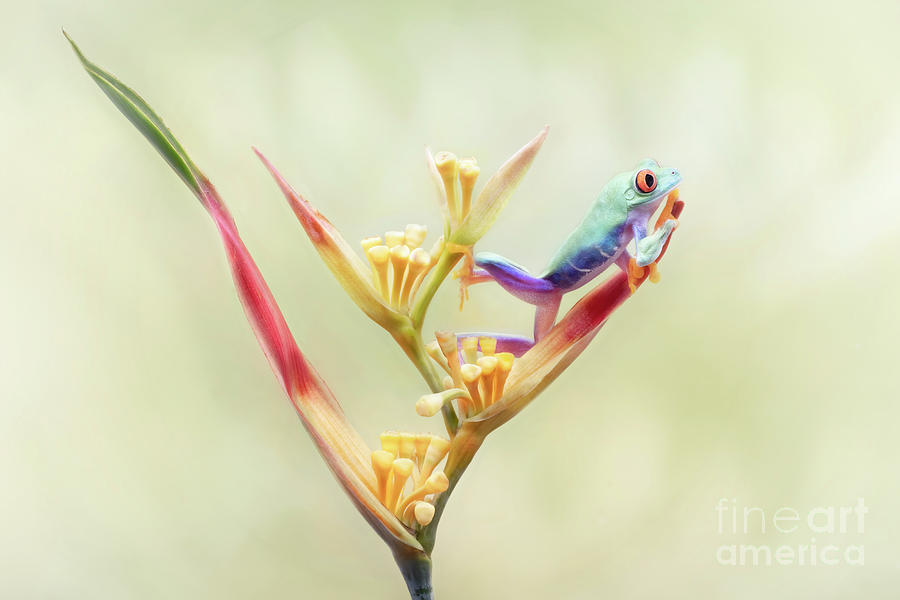 Red Eyed Tree Frog On Tropical Flower Photograph By Linda D Lester ...