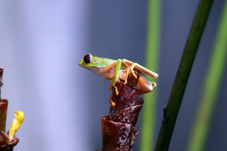 Red-eyed Tree Frog Panama Photograph