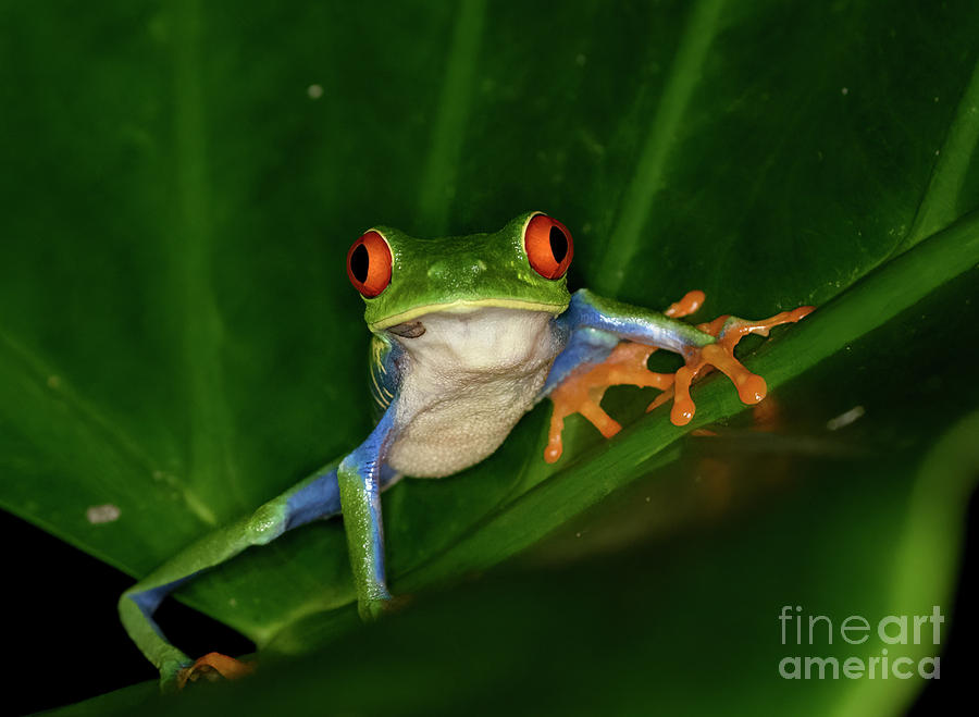 Red-eyed Green Tree Frog #1 Photograph by Patrick Nowotny