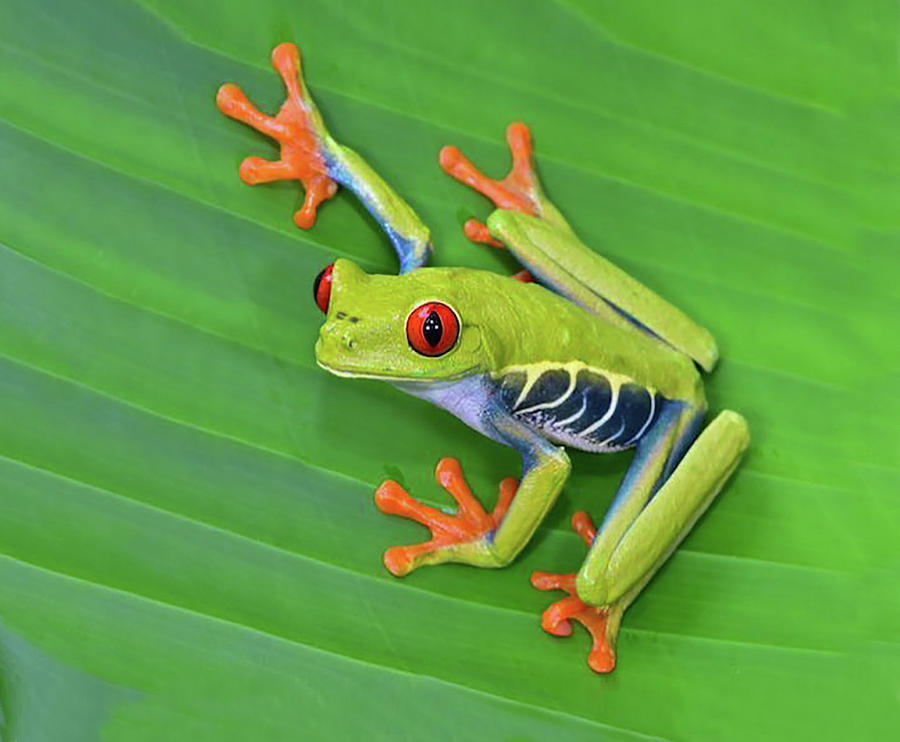 Red Eyed Tree Frog Photograph by Roy Pedersen