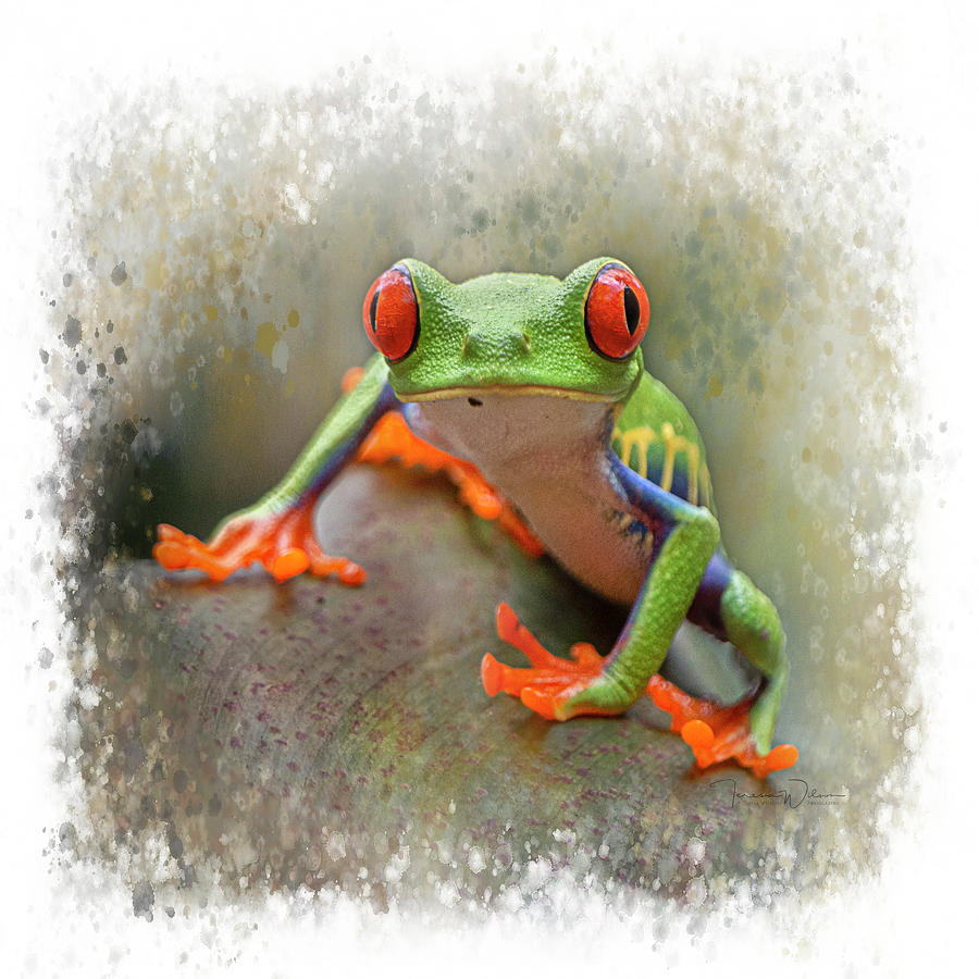 Red-Eyed Tree Frog Stylized Square Format Photograph by Teresa Wilson