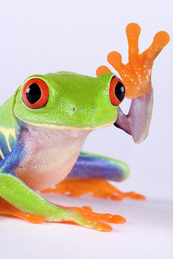 Red-Eyed Tree Frog Waving Photograph by Gail Shumway - Fine Art America