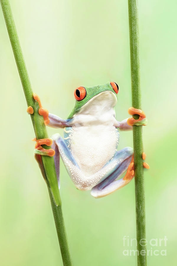 Red Eyed Tree Frog Holding On Photograph by Linda D Lester