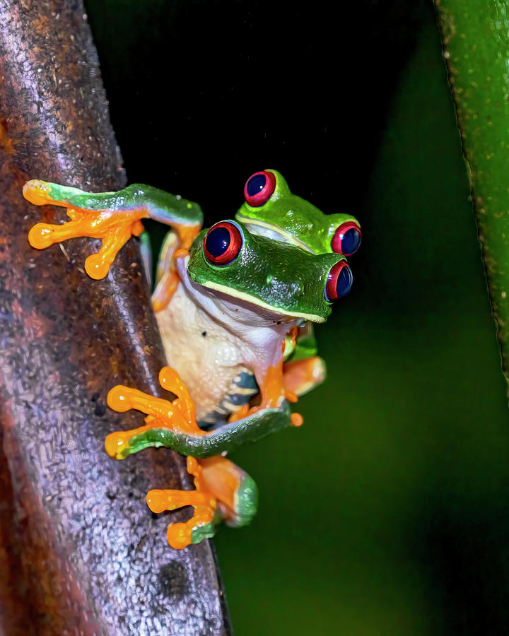 Red-eyed Tree Frogs in Love Photograph by Lowell Monke