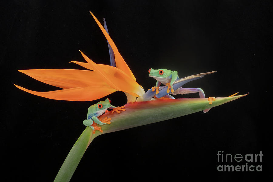 Frog Photograph - Red Eyed Tree Frogs on a Tropical Flower by Linda D Lester
