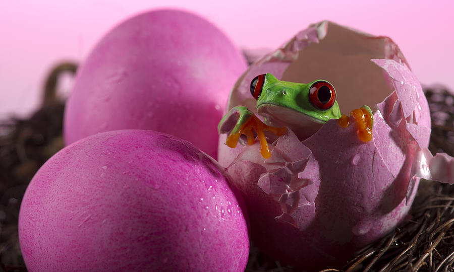Red-Eyed Treefrog in Pink Eggshell Photograph by Ian Gwinn