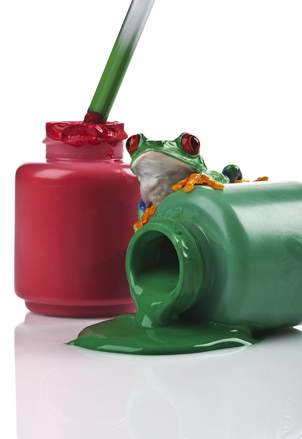 Red-Eyed Treefrog on Red and Green Paint Photograph by Ian Gwinn