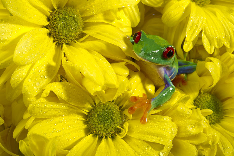 Red-Eyed Treefrog on Yellow Flowers Photograph by Ian Gwinn