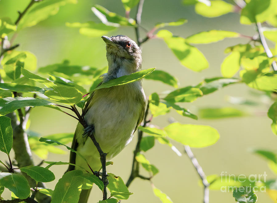 Red-eyed-Vireo Photograph by Charline Xia