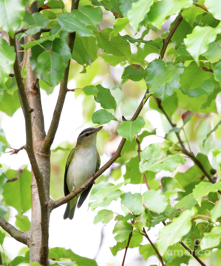 Red-Eyed Vireo Photograph by Chris Scroggins