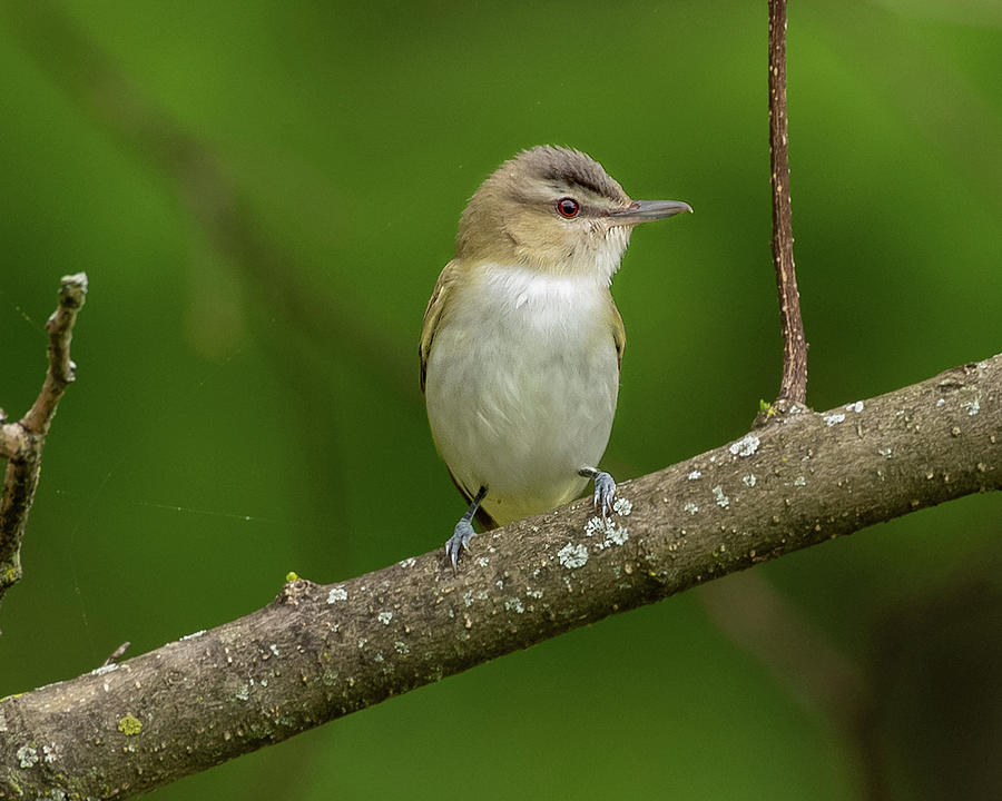 Red-eyed Vireo Photograph