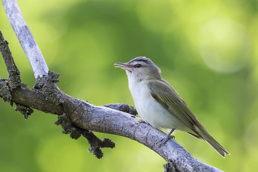 Red-eyed vireo Photograph by Mircea Costina Photography