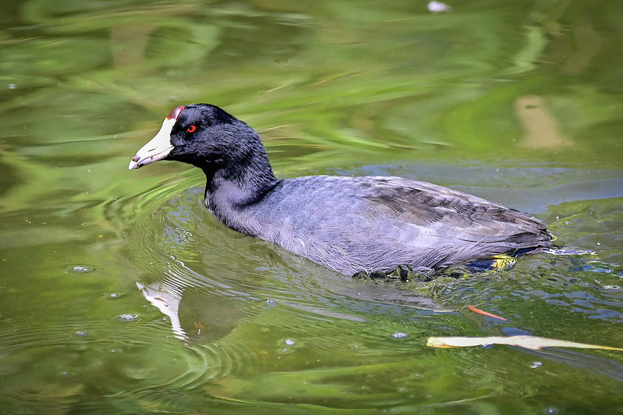 Red Eyed Water Fowl Photograph by Ed Stokes