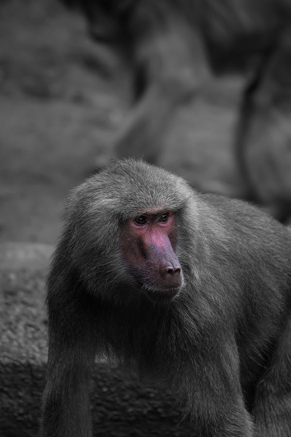 Red Face Baboon Photograph by Jason Gilbert - Fine Art America