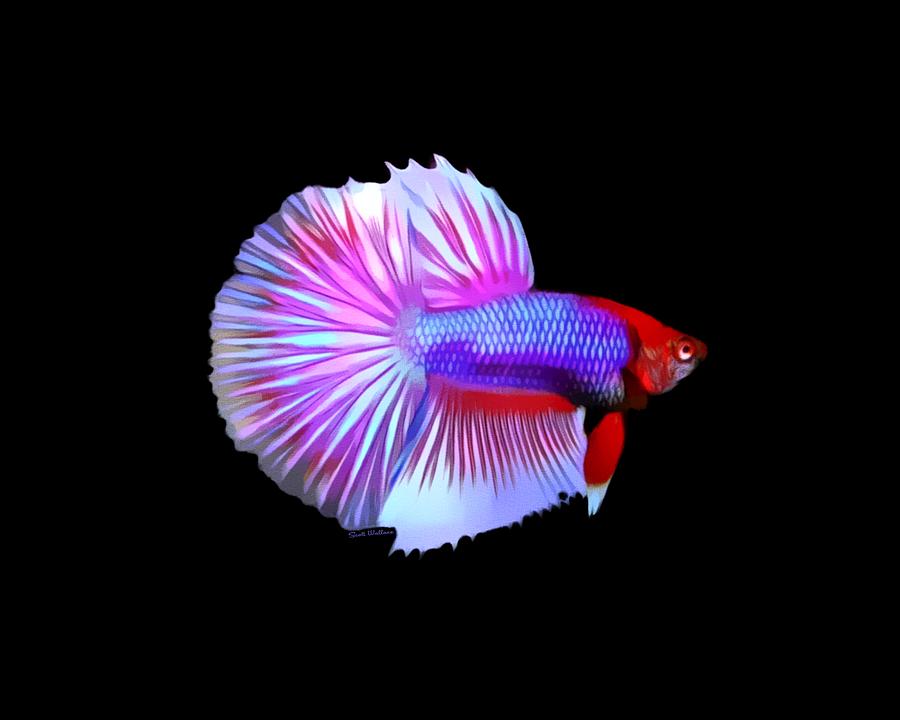 Red Face Halfmoon Betta Fish On Black Digital Art