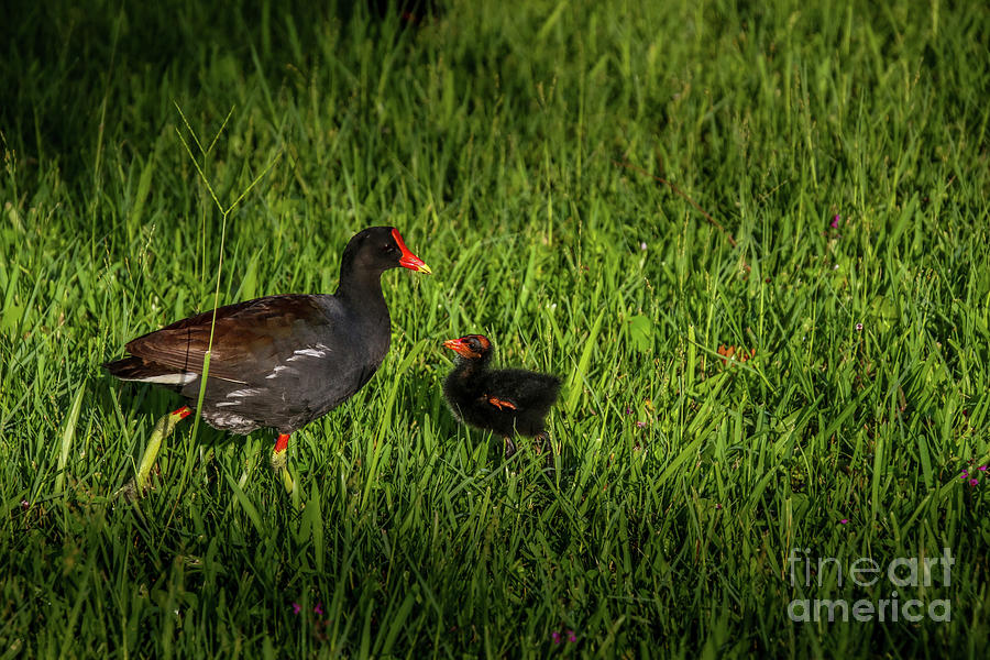 Red-faced Gallinule Photograph by Philip And Robbie Bracco