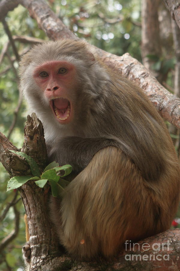 Red Faced Monkey - Indian Himalayas Photograph by Aidan Moran