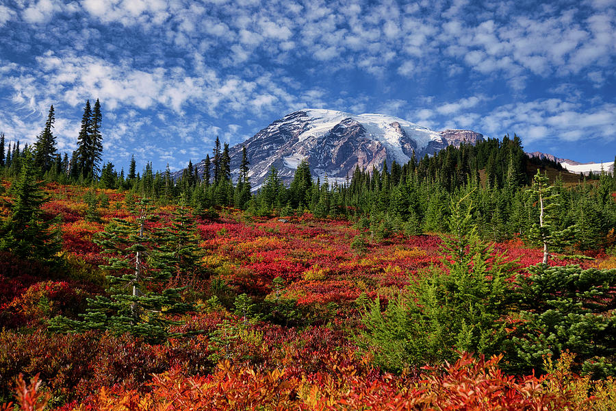 Red fall color at Rainier 2 Photograph by Lynn Hopwood