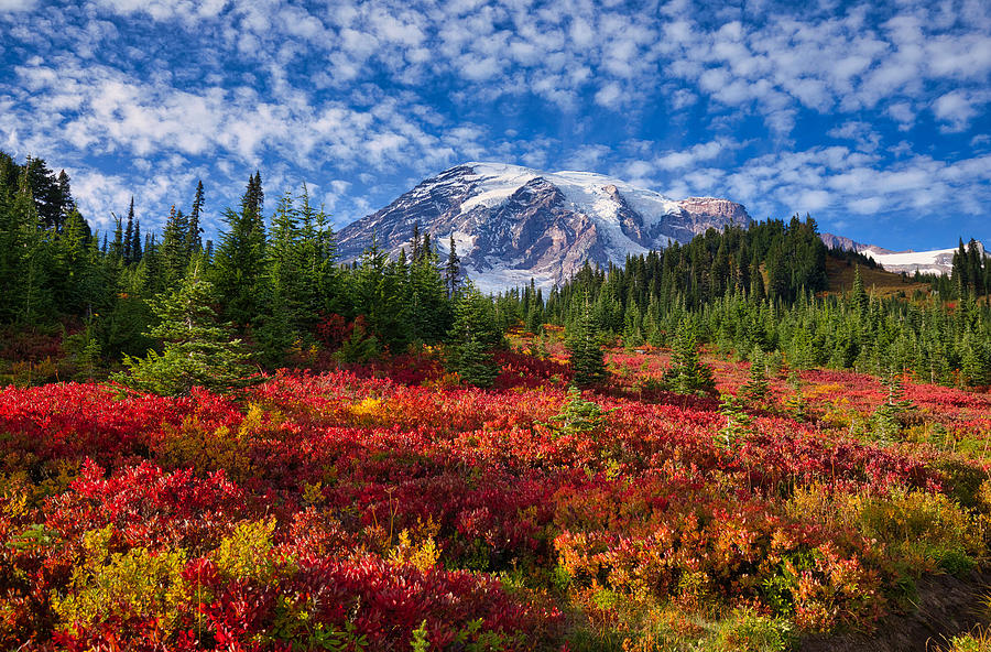 Red fall color at Rainier Photograph by Lynn Hopwood