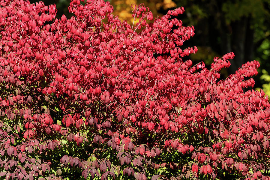 Red Fall Colors of a Beautiful Burning Bush Photograph by Jack R Perry