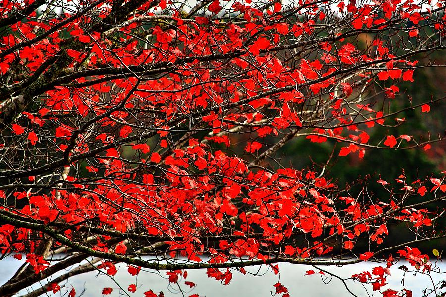 Red Fall Photograph by David Matthews