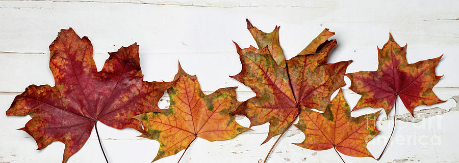 Red Fall Leaves Photograph by Cindy Shebley Red Fall Leaves Photograph by Cindy Shebley