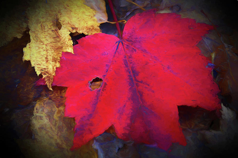 Red Fall Maple Leaf Painterly Photograph by Mary Bedy