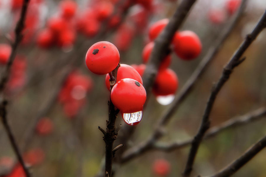 Red Falls berries with water beads Photograph by Dan Friend