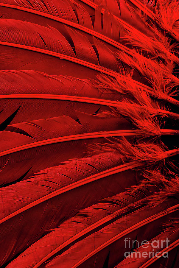 Red feathers Photograph by Jelena Jovanovic