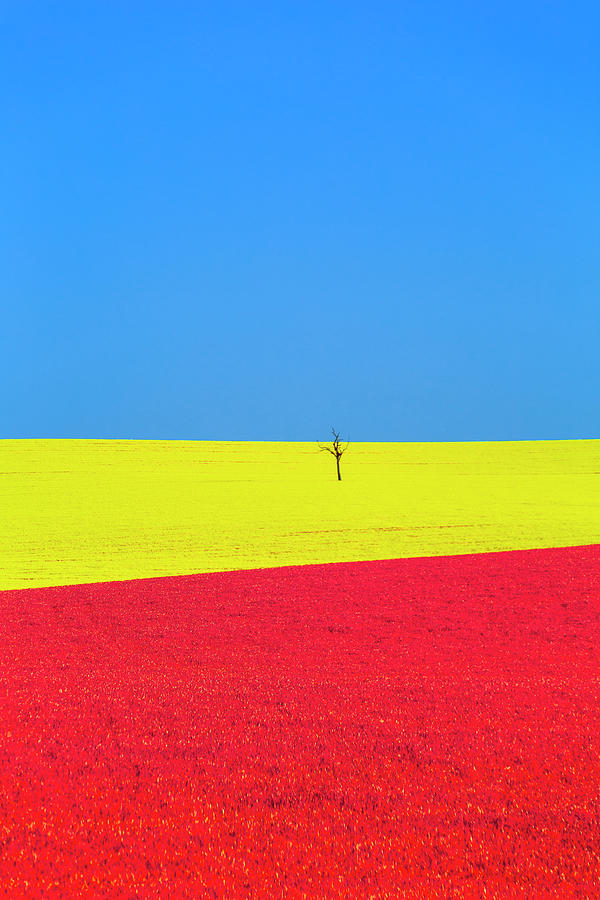 Red Fields Photograph by Ari Rex