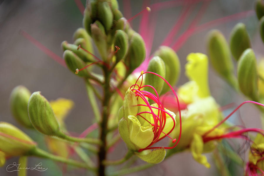Red Filament Desert Flowers Photograph by Gene Lee