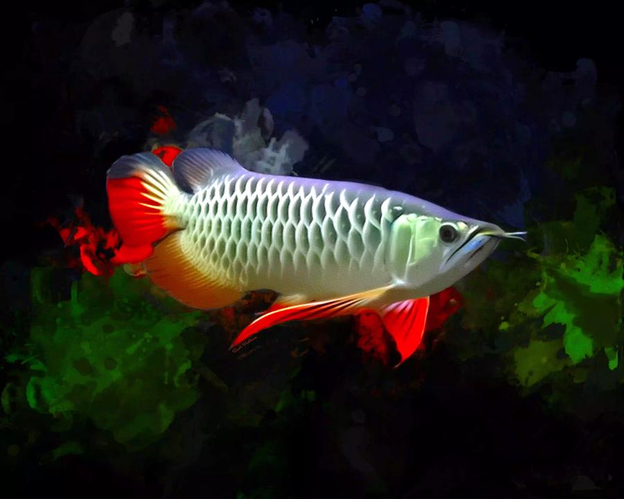 Fish Digital Art - Red Fin Asian Arowana Fish by Scott Wallace Digital Designs