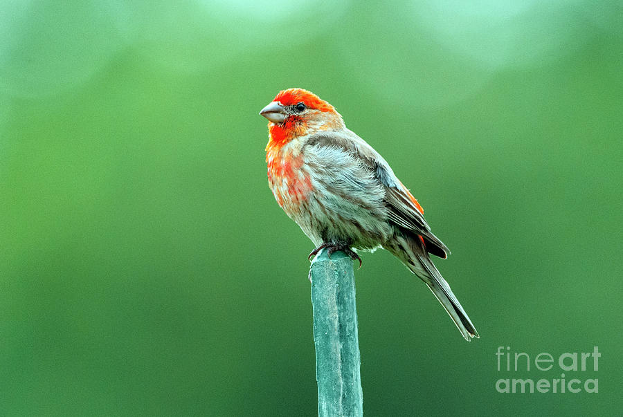 Red Finch Photograph by Kristine Anderson