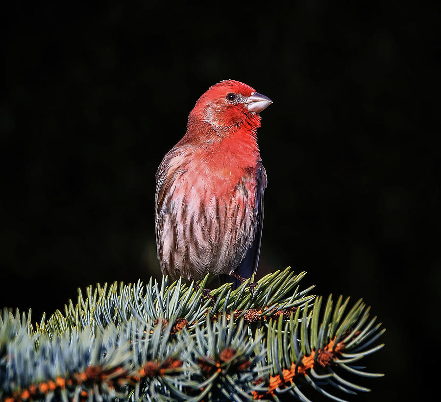 Red Finch On Pine Photograph by Dan Sproul