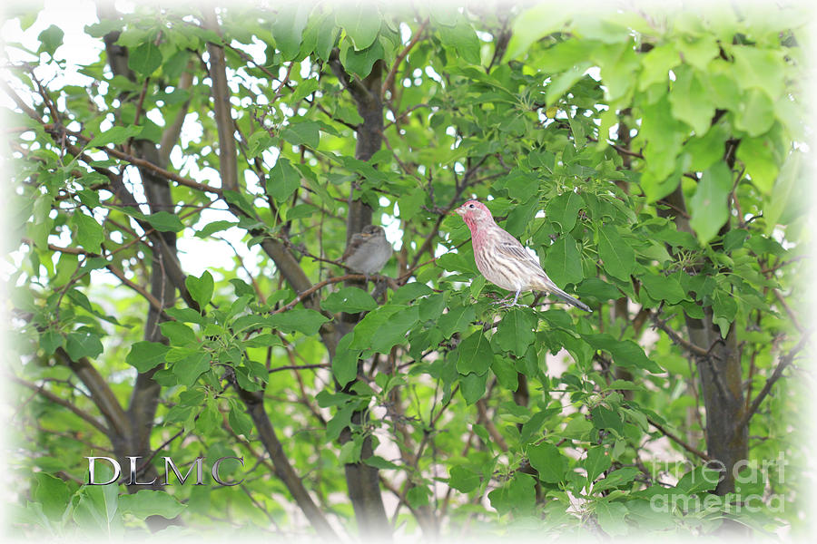 Red Finch Tree Photograph by Donna L Munro