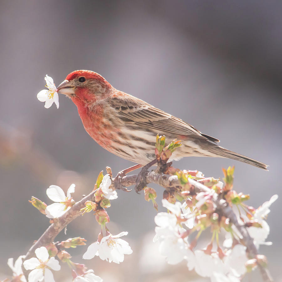 Red Finch With White Flowers Square Photograph by Terry DeLuco
