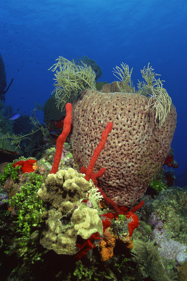 Red finger sponge and bowl sponge in coral reef Photograph by Comstock