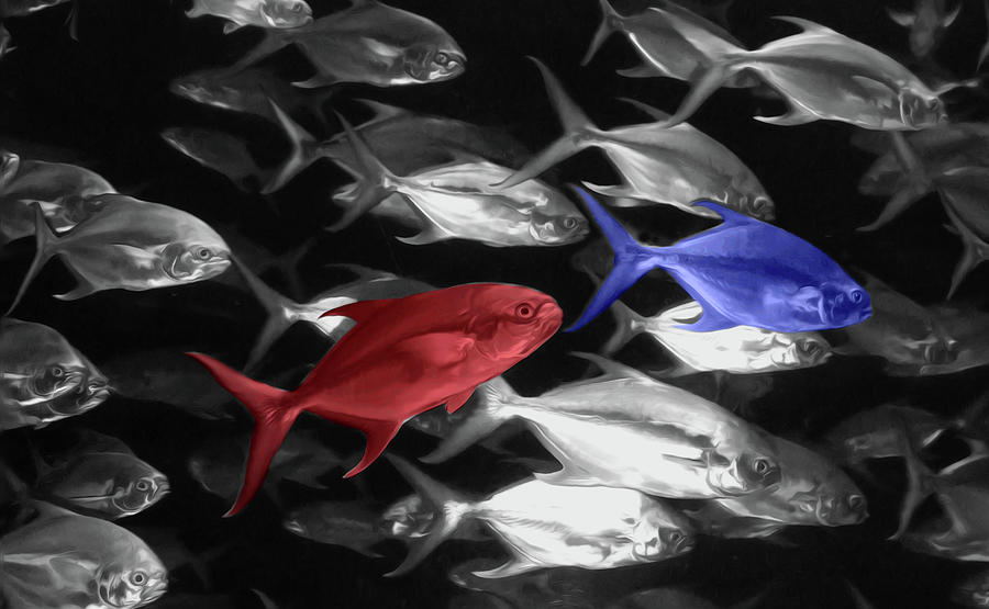 Red Fish - Blue Fish Photograph
