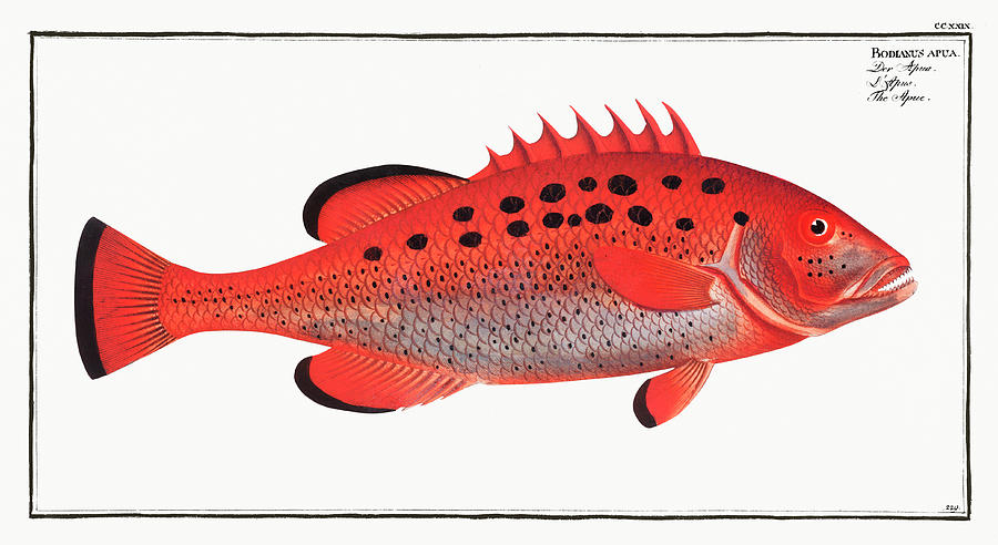 Red Fish Mixed Media by World Art Collective