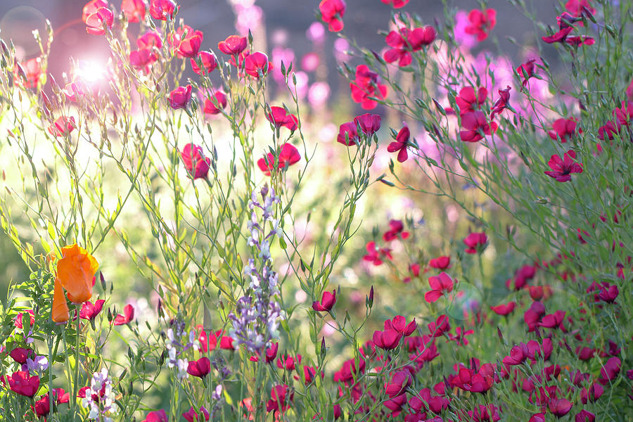 Red Flax in the Morning Meadow Photograph by Vanessa Thomas