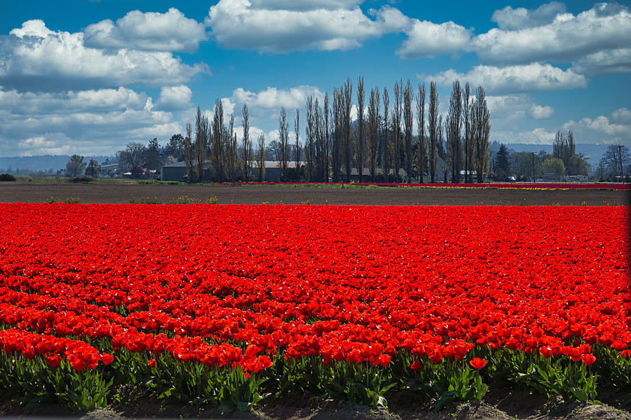 Red Floor of Tulips Photograph by Steph Gabler